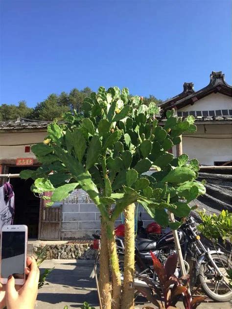 帶刺的樹|八種「帶刺花」，個個都霸氣，客廳養一棵，富貴又鎮。